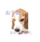 ビーグル犬のナッツ君。（個別スタンプ：8）