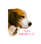 ビーグル犬のナッツ君。（個別スタンプ：9）