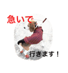 ビーグル犬のナッツ君。（個別スタンプ：11）