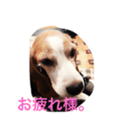 ビーグル犬のナッツ君。（個別スタンプ：12）