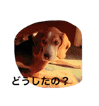ビーグル犬のナッツ君。（個別スタンプ：13）