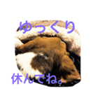 ビーグル犬のナッツ君。（個別スタンプ：14）