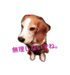 ビーグル犬のナッツ君。（個別スタンプ：15）
