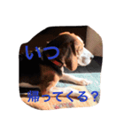 ビーグル犬のナッツ君。（個別スタンプ：16）