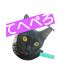 我が家とお隣の猫（個別スタンプ：8）