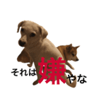 柴犬と白い雑種犬-12（個別スタンプ：1）