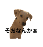 柴犬と白い雑種犬-12（個別スタンプ：20）