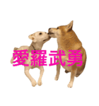 柴犬と白い雑種犬-12（個別スタンプ：21）