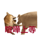 柴犬と白い雑種犬-12（個別スタンプ：23）