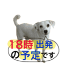 柴犬と白い雑種犬-12（個別スタンプ：32）