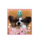 パピヨン犬いつも仲良しパピパピ部フレンズ（個別スタンプ：1）