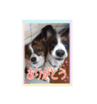 パピヨン犬いつも仲良しパピパピ部フレンズ（個別スタンプ：2）