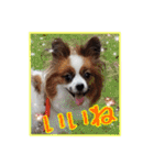 パピヨン犬いつも仲良しパピパピ部フレンズ（個別スタンプ：3）