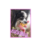 パピヨン犬いつも仲良しパピパピ部フレンズ（個別スタンプ：4）