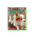 パピヨン犬いつも仲良しパピパピ部フレンズ（個別スタンプ：6）