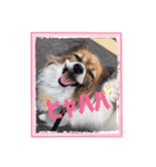 パピヨン犬いつも仲良しパピパピ部フレンズ（個別スタンプ：7）