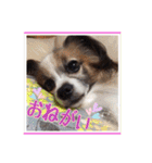 パピヨン犬いつも仲良しパピパピ部フレンズ（個別スタンプ：9）