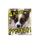 パピヨン犬いつも仲良しパピパピ部フレンズ（個別スタンプ：10）