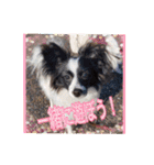パピヨン犬いつも仲良しパピパピ部フレンズ（個別スタンプ：11）