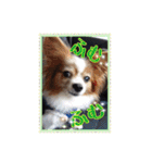 パピヨン犬いつも仲良しパピパピ部フレンズ（個別スタンプ：12）