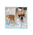パピヨン犬いつも仲良しパピパピ部フレンズ（個別スタンプ：13）