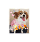 パピヨン犬いつも仲良しパピパピ部フレンズ（個別スタンプ：14）