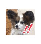 パピヨン犬いつも仲良しパピパピ部フレンズ（個別スタンプ：15）