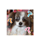 パピヨン犬いつも仲良しパピパピ部フレンズ（個別スタンプ：16）