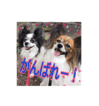 パピヨン犬いつも仲良しパピパピ部フレンズ（個別スタンプ：17）