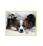 パピヨン犬いつも仲良しパピパピ部フレンズ（個別スタンプ：18）