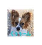パピヨン犬いつも仲良しパピパピ部フレンズ（個別スタンプ：20）