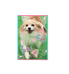 パピヨン犬いつも仲良しパピパピ部フレンズ（個別スタンプ：21）