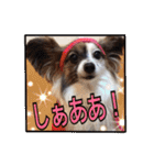 パピヨン犬いつも仲良しパピパピ部フレンズ（個別スタンプ：22）