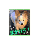 パピヨン犬いつも仲良しパピパピ部フレンズ（個別スタンプ：23）