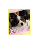 パピヨン犬いつも仲良しパピパピ部フレンズ（個別スタンプ：24）
