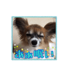 パピヨン犬いつも仲良しパピパピ部フレンズ（個別スタンプ：27）