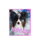 パピヨン犬いつも仲良しパピパピ部フレンズ（個別スタンプ：28）