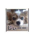 パピヨン犬いつも仲良しパピパピ部フレンズ（個別スタンプ：30）