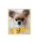 パピヨン犬いつも仲良しパピパピ部フレンズ（個別スタンプ：32）