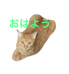 れもんとすだち（個別スタンプ：3）
