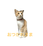 れもんとすだち（個別スタンプ：4）