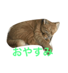 れもんとすだち（個別スタンプ：5）