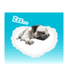 pug_poco（個別スタンプ：2）