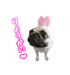 pug_poco（個別スタンプ：3）