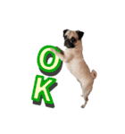 pug_poco（個別スタンプ：4）