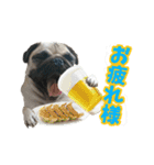 pug_poco（個別スタンプ：5）