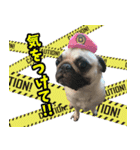 pug_poco（個別スタンプ：6）