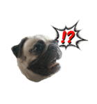 pug_poco（個別スタンプ：7）