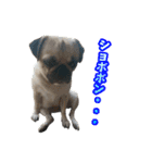 pug_poco（個別スタンプ：8）
