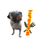 pug_poco（個別スタンプ：9）